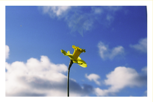 Butterfly and Marigold Card